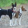 Pair of Basenjis