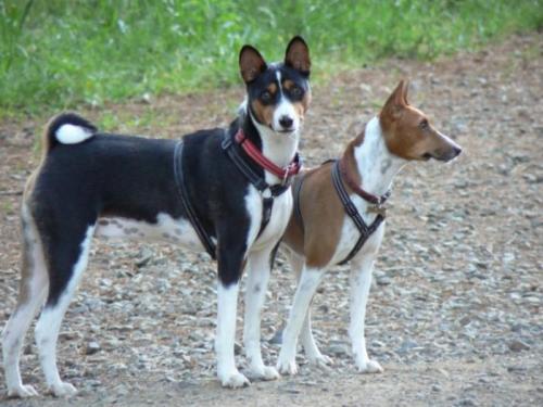 Pair of Basenjis